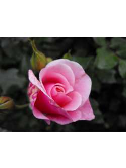 Petra, 46 �ves b�k�si t�rskeres� n�