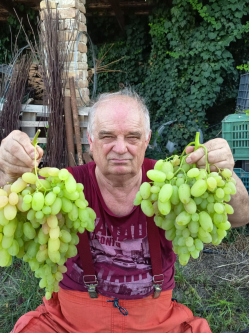 Zoli, 71 �ves t�rskeres� f�rfi, Csan�dpalota